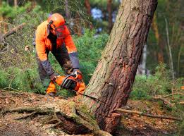 How Our Tree Care Process Works  in  Poland, OH